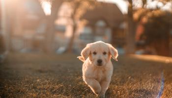 Pets in Lets under the UK Renters’ Rights Bill: what landlords and tenants need to know