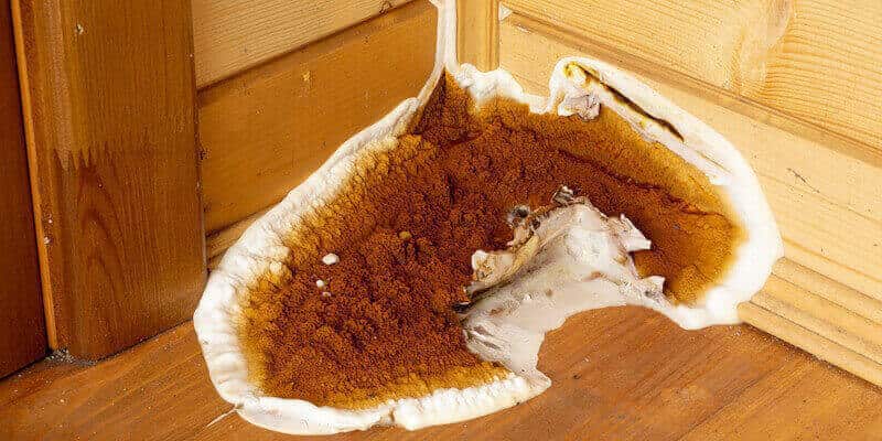 Dry Rot, Wet Rot & Woodworm