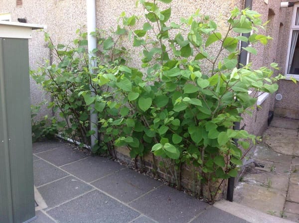 Japanese Knotweed