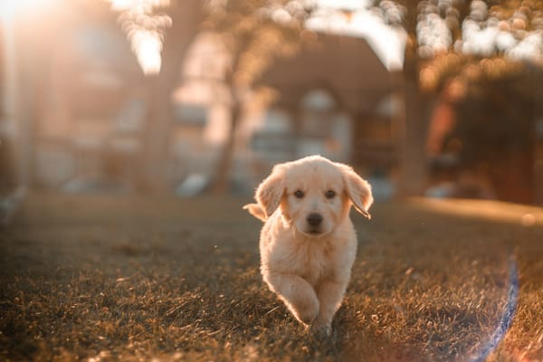 Pets in Lets under the UK Renters’ Rights Bill: what landlords and tenants need to know